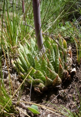 Aristaloe aristata